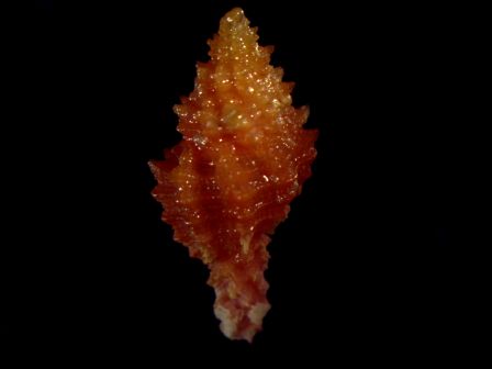 Identificazione muricide